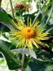 Inula helenium